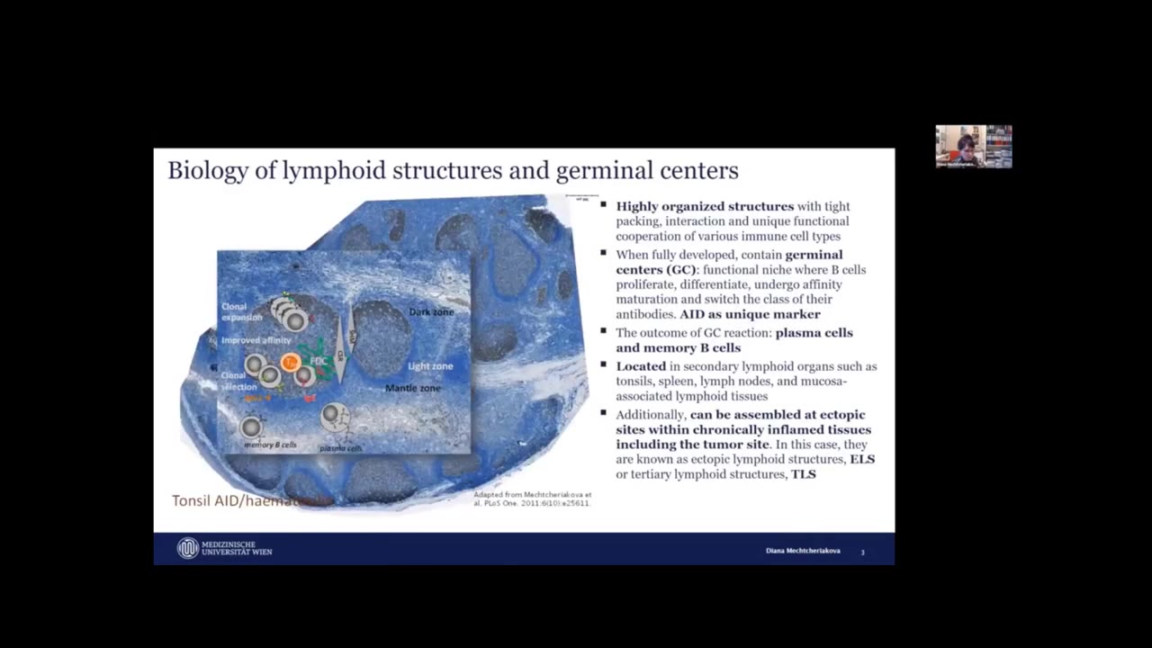 Biology of Lymphoid Structures